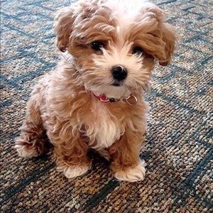 Meet your Posher, Sasha